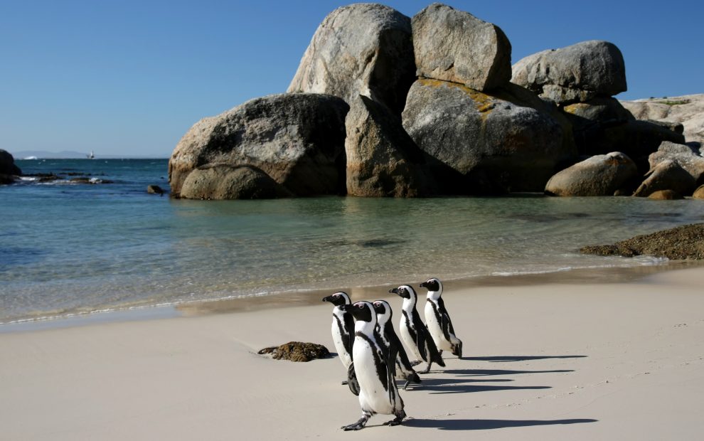 Пляж с пингвинами (Boulders Beach)