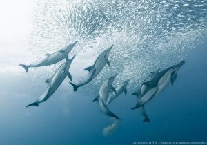 _Common dolphins charging bait ball, Wild Coast, South Africa